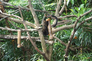 20090423 Singapore Zoo  6 of 97 